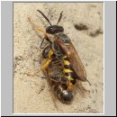 Philanthus triangulum - Bienenwolf 011.jpg